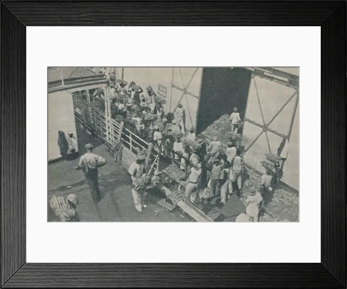 Framed Print : Natives loading bananas at Kingston, Jamaica, chant Scottish psalms, 1937 Framed Print : Natives loading bananas at Kingston, Jamaica, chant Scottish psalms, 1937