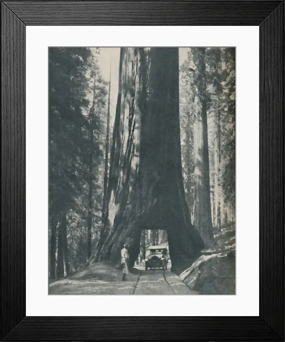 Framed Print : Fine Specimen of the Largest Organism That Ever Lived, c1935 Framed Print : Fine Specimen of the Largest Organism That Ever Lived, c1935