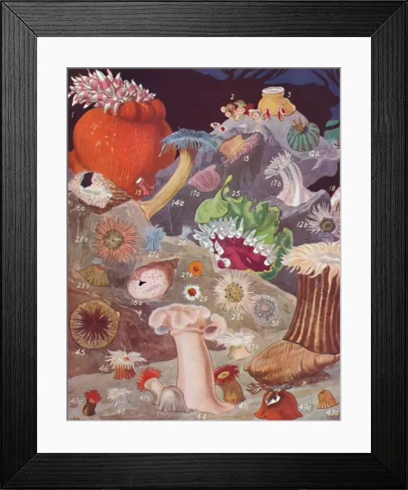 Framed Print : Over Fifty Varieties of Sea Anemones, 1935 Framed Print : Over Fifty Varieties of Sea Anemones, 1935