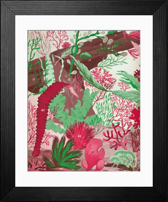 Framed Print : A Collection of Over Fifty Species of Red, Green and Brown Seaweeds, 1935 Framed Print : A Collection of Over Fifty Species of Red, Green and Brown Seaweeds, 1935
