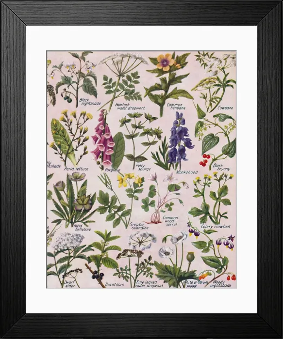 Framed Print : Poisonous Plants Found in the British Isles, 1935 Framed Print : Poisonous Plants Found in the British Isles, 1935