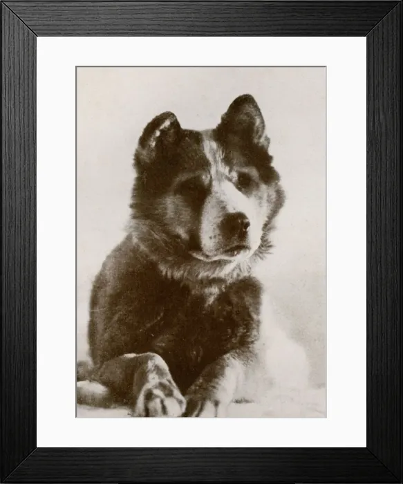 Framed Print : Vaida, c1910-1913, (1913). Artist: Herbert Ponting Framed Print : Vaida, c1910-1913, (1913). Artist: Herbert Ponting