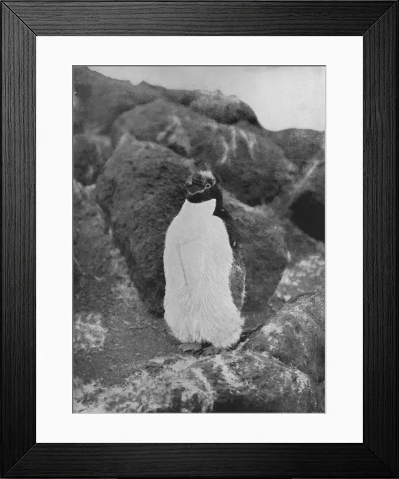Framed Print : A Moulting Penguin, c1911, (1913). Artist: Herbert Ponting