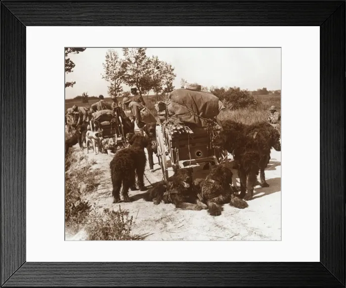 Framed Print : Supply dogs, c1914-c1918 Framed Print : Supply dogs, c1914-c1918