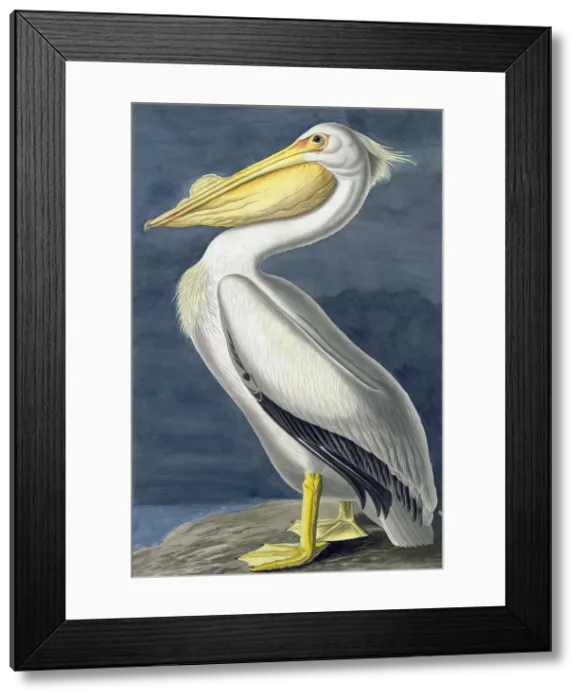 Framed Print : American White Pelican, Pelecanus Erythrorhynchos, 1845 Framed Print : American White Pelican, Pelecanus Erythrorhynchos, 1845