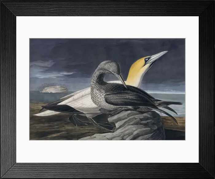 Framed Print : Northern Gannet, Morus Bassanus, 1845 Framed Print : Northern Gannet, Morus Bassanus, 1845