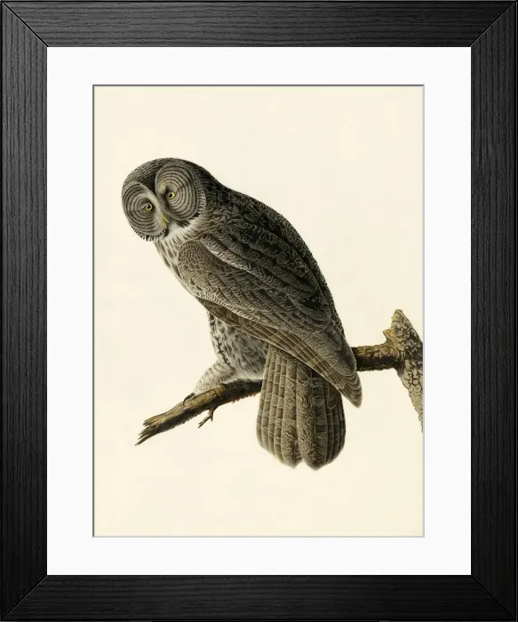 Framed Print : Great Cinereous Owl, Strix Nebulosa, 1845 Framed Print : Great Cinereous Owl, Strix Nebulosa, 1845