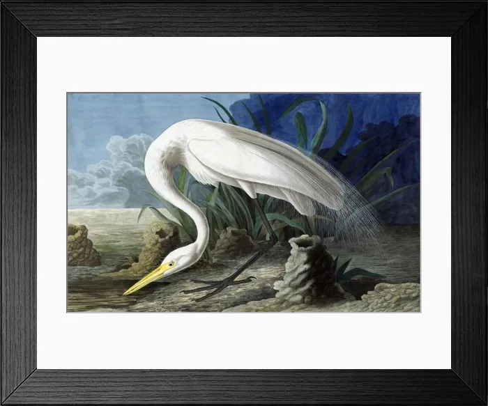Framed Print : Great Egret, Casmerodius Albus, 1845 Framed Print : Great Egret, Casmerodius Albus, 1845