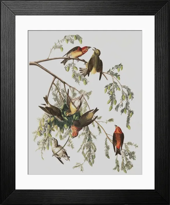 Framed Print : Red Crossbill, Loxia Curvirostra, 1845 Framed Print : Red Crossbill, Loxia Curvirostra, 1845