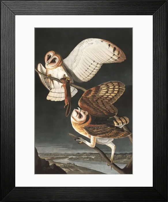 Framed Print : Barn Owl, Tyto Alba, 1845 Framed Print : Barn Owl, Tyto Alba, 1845