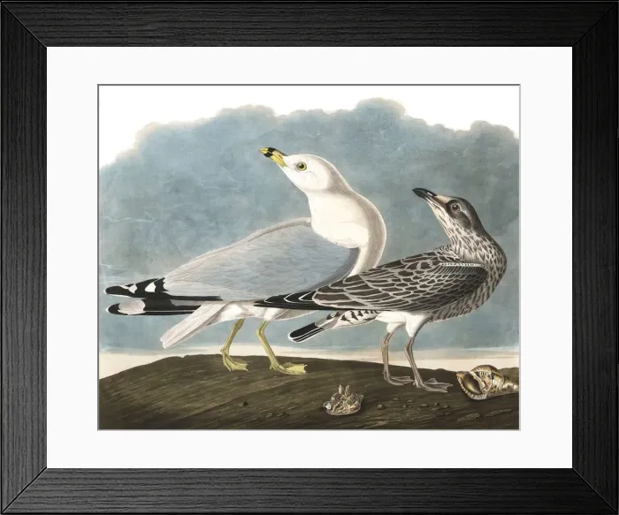 Framed Print : Ring-Billed Gull, Larus Delawarensis, 1845 Framed Print : Ring-Billed Gull, Larus Delawarensis, 1845