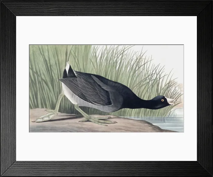 Framed Print : American Coot, Fulica Americana, 1845 Framed Print : American Coot, Fulica Americana, 1845
