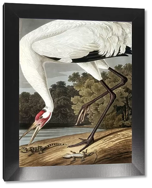 Hooping Crane, Grus Americana, 1845