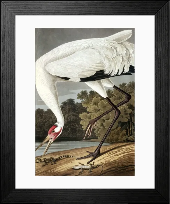 Framed Print : Hooping Crane, Grus Americana, 1845 Framed Print : Hooping Crane, Grus Americana, 1845