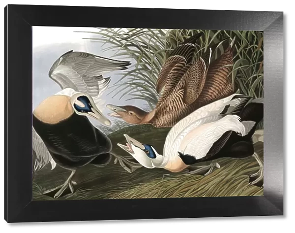 Eider Duck, Fuligula Mollissima, 1845