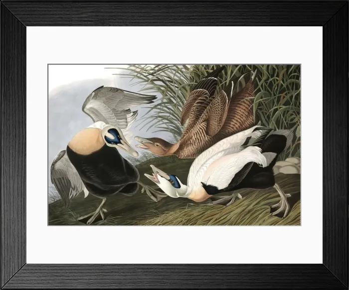 Framed Print : Eider Duck, Fuligula Mollissima, 1845 Framed Print : Eider Duck, Fuligula Mollissima, 1845
