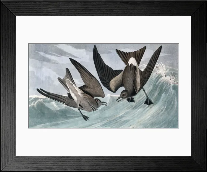 Framed Print : Fork Tailed Petrel, Thalassidroma Leachii, 1845 Framed Print : Fork Tailed Petrel, Thalassidroma Leachii, 1845
