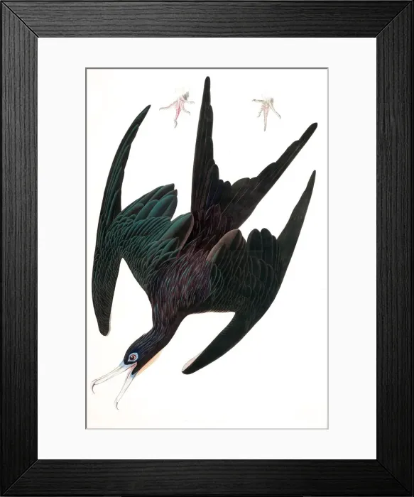 Framed Print : Frigate Pelican, Tachypetes Aquilis, 1845 Framed Print : Frigate Pelican, Tachypetes Aquilis, 1845