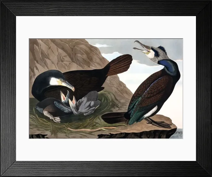 Framed Print : Common Cormorant, Phalacrocorax Carbo, 1845 Framed Print : Common Cormorant, Phalacrocorax Carbo, 1845