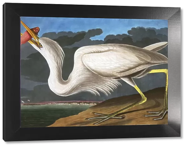 Great White Heron, Ardea Occidentalis, 1845