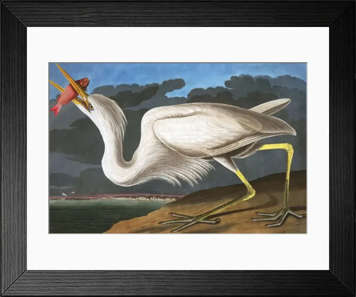 Framed Print : Great White Heron, Ardea Occidentalis, 1845 Framed Print : Great White Heron, Ardea Occidentalis, 1845
