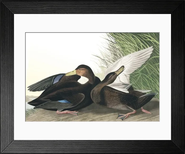Framed Print : Dusky Duck, Anas Obscura, 1845 Framed Print : Dusky Duck, Anas Obscura, 1845