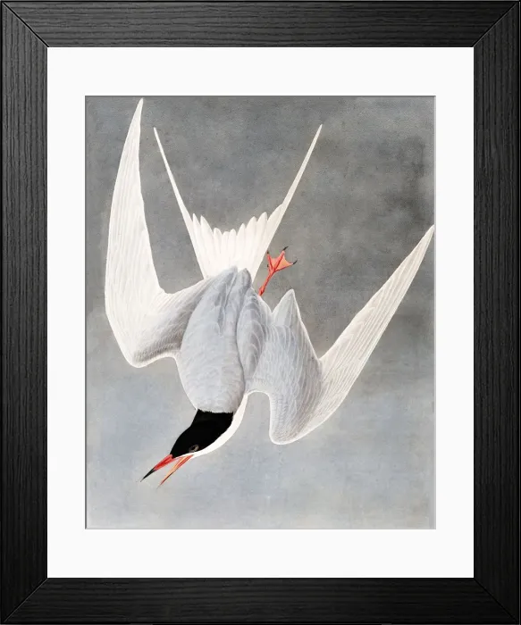 Framed Print : Great Tern, Sterna Hirundo, 1845 Framed Print : Great Tern, Sterna Hirundo, 1845