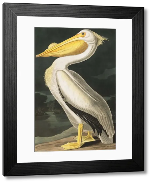 Framed Print : American White Pelican, Pelecanus Erythrorhynchos, 1845 Framed Print : American White Pelican, Pelecanus Erythrorhynchos, 1845