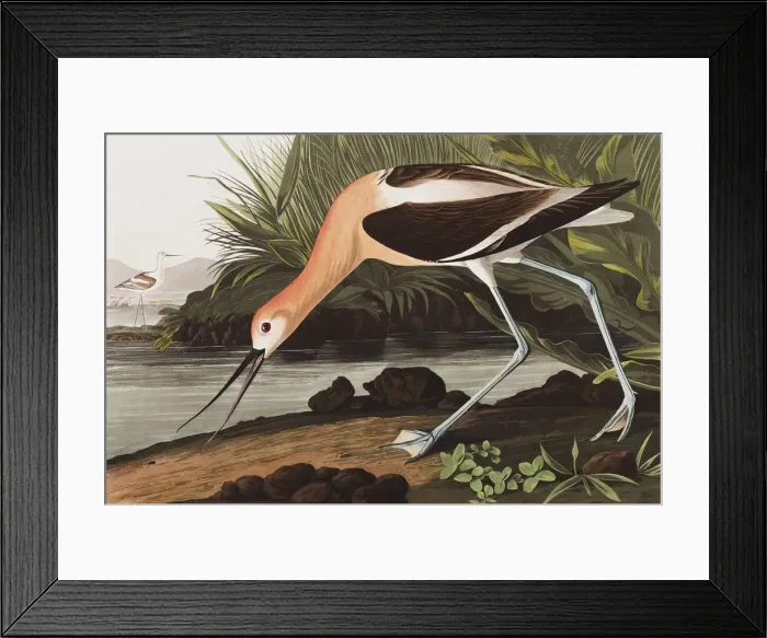 Framed Print : American Avocet, Recurvirostra Americana, 1845 Framed Print : American Avocet, Recurvirostra Americana, 1845