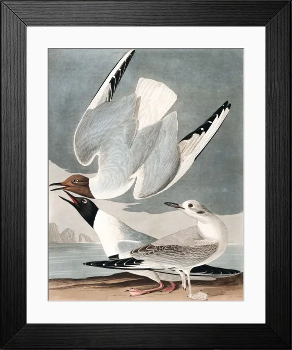 Framed Print : Bonapartian Gull, Larus Bonapartii, 1845 Framed Print : Bonapartian Gull, Larus Bonapartii, 1845