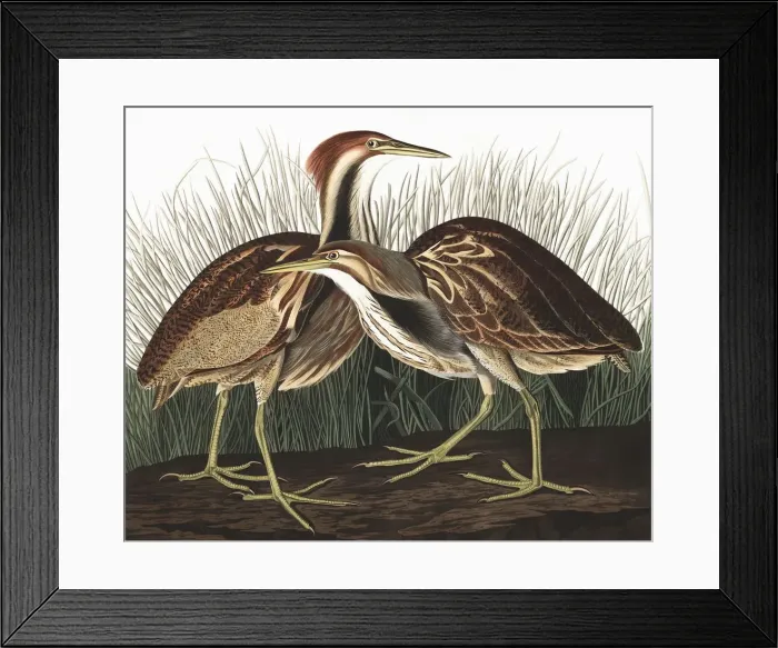 Framed Print : American Bittern, Botaurus Lentiginosus, 1845 Framed Print : American Bittern, Botaurus Lentiginosus, 1845