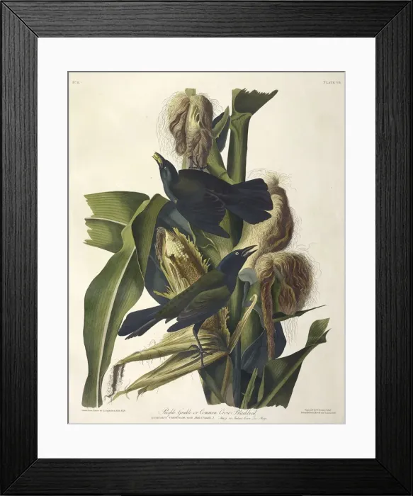 Framed Print : Purple Grakle or Common Crow Blackbird, 1845 Framed Print : Purple Grakle or Common Crow Blackbird, 1845