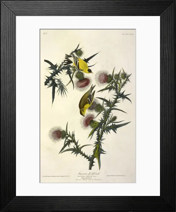 Framed Print : American Goldfinch, Fringilla Tristis, 1845 Framed Print : American Goldfinch, Fringilla Tristis, 1845