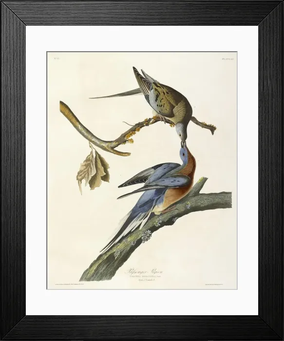 Framed Print : Passenger Pigeon, Columba Migratoria, 1845 Framed Print : Passenger Pigeon, Columba Migratoria, 1845