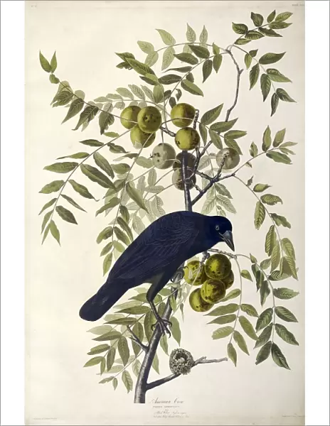 American Crow, Corvus Americanus, 1845