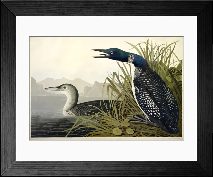 Framed Print : Great Northern Diver or Loon, Colymbus Glacialis, 1845 Framed Print : Great Northern Diver or Loon, Colymbus Glacialis, 1845