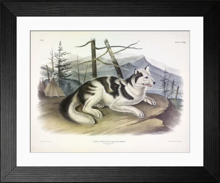 Framed Print : Hare-Indian Dog, Canis Familiaris, 1845 Framed Print : Hare-Indian Dog, Canis Familiaris, 1845