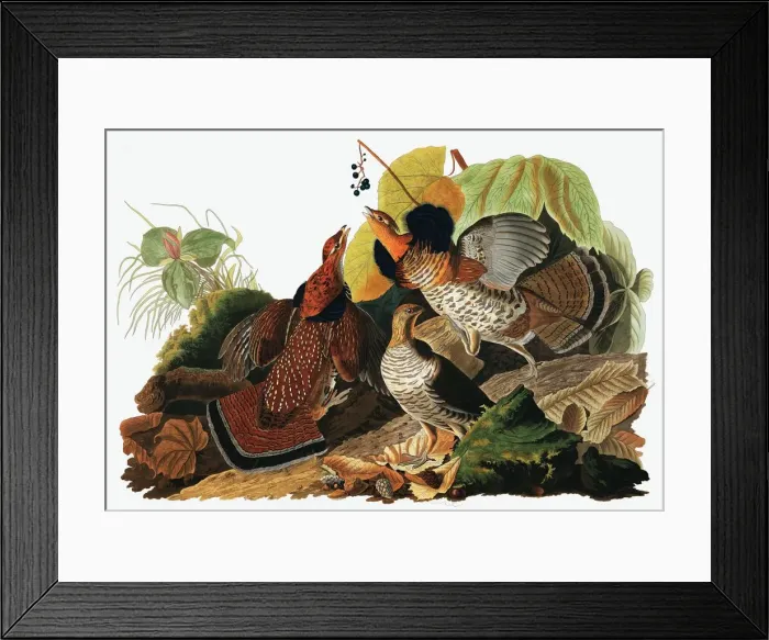 Framed Print : Ruffed Grouse, Tetrao Umbellus, 1845 Framed Print : Ruffed Grouse, Tetrao Umbellus, 1845