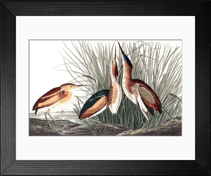 Framed Print : Least Bittern, Ixobrychus Exilis, 1845 Framed Print : Least Bittern, Ixobrychus Exilis, 1845