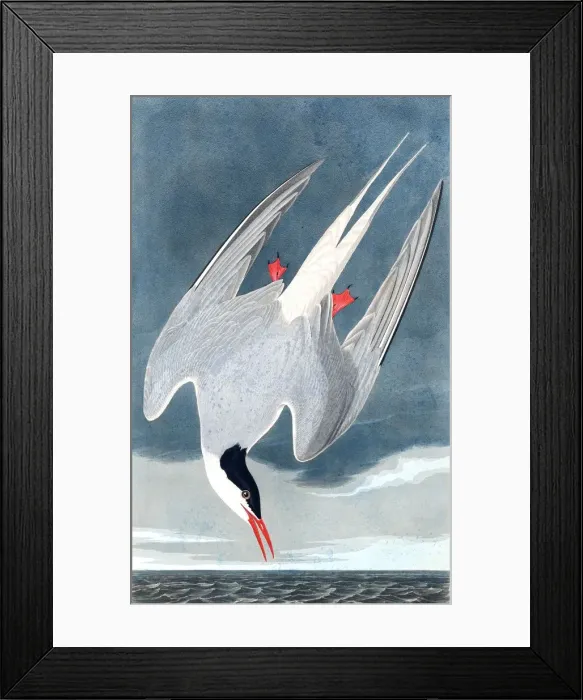 Framed Print : Arctic Tern, Sterna Paradisaea, 1845 Framed Print : Arctic Tern, Sterna Paradisaea, 1845