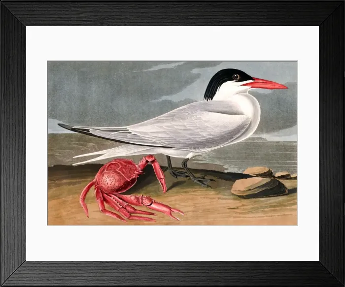 Framed Print : Cayenne Tern, Sterna Maxima, 1845 Framed Print : Cayenne Tern, Sterna Maxima, 1845