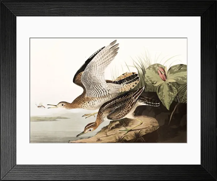 Framed Print : Bartram Sandpiper, Bartramia Longicauda, 1845 Framed Print : Bartram Sandpiper, Bartramia Longicauda, 1845