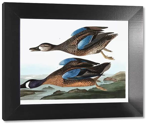 Blue Winged Teal, Anas Discors, 1845
