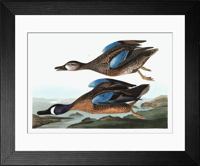 Framed Print : Blue Winged Teal, Anas Discors, 1845 Framed Print : Blue Winged Teal, Anas Discors, 1845