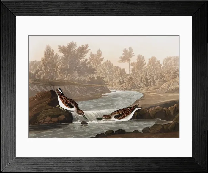 Framed Print : Little Sandpiper, Tringa Pusilla, 1845 Framed Print : Little Sandpiper, Tringa Pusilla, 1845