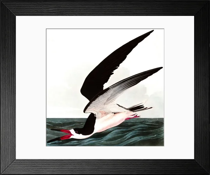 Framed Print : Black Skimmer or Shearwater, Rhincops Nigra, 1845 Framed Print : Black Skimmer or Shearwater, Rhincops Nigra, 1845