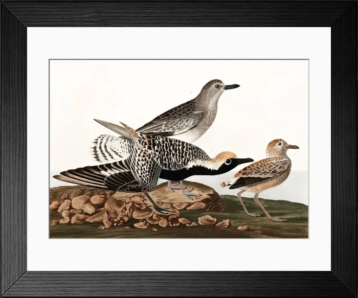 Framed Print : Black Bellied Plover, Charadrius Helveticus, 1845 Framed Print : Black Bellied Plover, Charadrius Helveticus, 1845