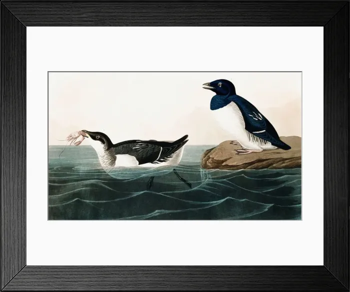 Framed Print : Little Auk, Uria Alle, 1845 Framed Print : Little Auk, Uria Alle, 1845