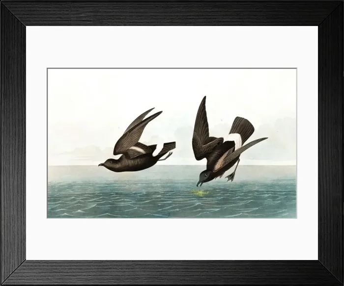 Framed Print : Least Stormy Petrel, Thalassidroma Pelagica, 1845 Framed Print : Least Stormy Petrel, Thalassidroma Pelagica, 1845
