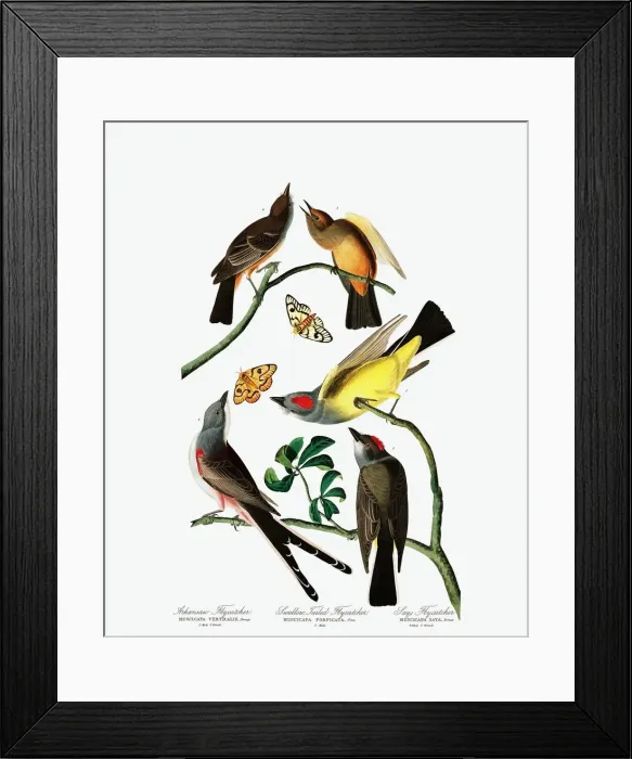 Framed Print : Three Varieties of Flycatcher, 1845 Framed Print : Three Varieties of Flycatcher, 1845